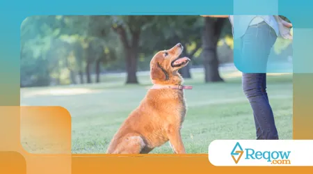 Criar um cão obediente sem usar punições físicas