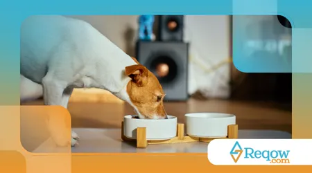 Criar um cão obediente sem usar punições físicas