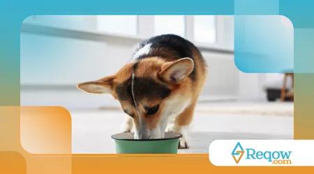  fazer o cachorro ignorar comida no chão