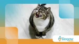 fazer o gato parar de miar à noite
