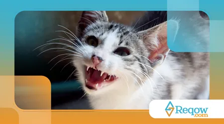 fazer o gato parar de miar à noite