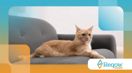 fazer o gato parar de miar à noite