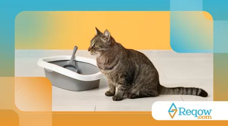 Como limpar caixa de areia do gato