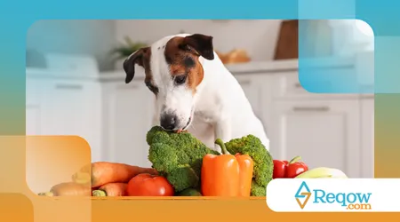 Organizar itens essenciais do pet