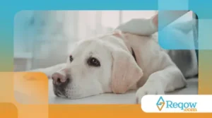 Organizar itens essenciais do pet