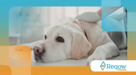 Organizar itens essenciais do pet