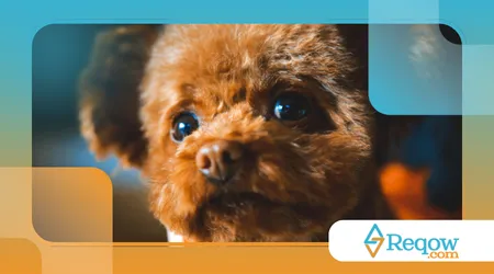 Evitam contato visual direto