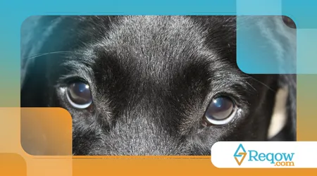 Evitam contato visual direto