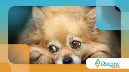 Evitam contato visual direto