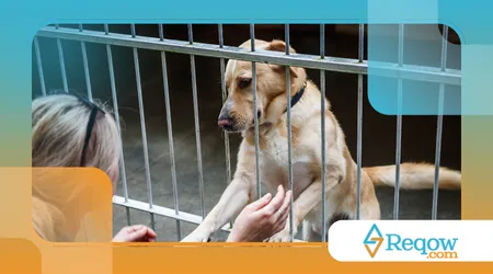 Adotaram cachorro adulto