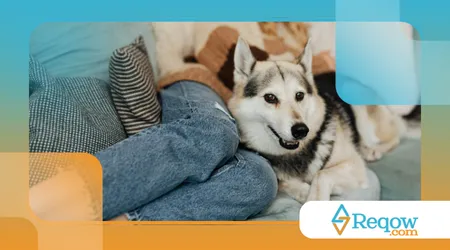 Reduzir latidos em casa