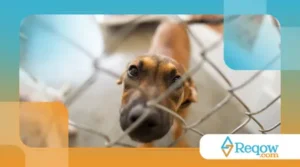 Reduzir latidos em casa