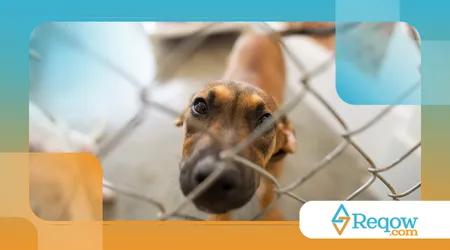 Reduzir latidos em casa