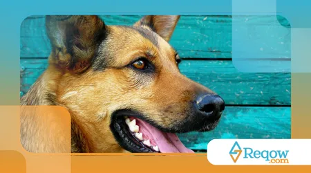 Enriquecimento ambiental para cães