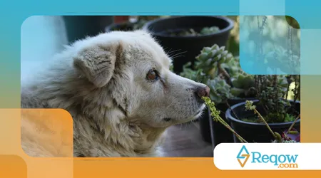 Enriquecimento ambiental para cães