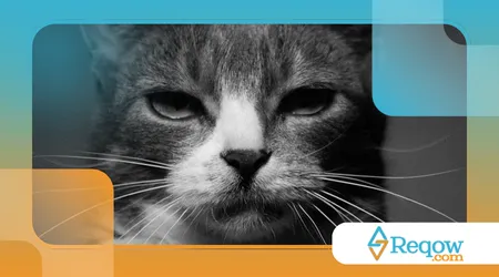 Gato vomitando com frequência