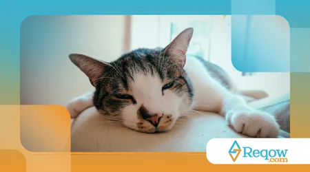 Gato vomitando com frequência