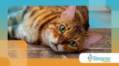 Gato vomitando com frequência