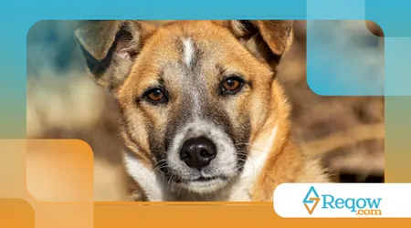 Por que cachorro fica olhando fixo