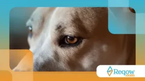 Por que cachorro fica olhando fixo