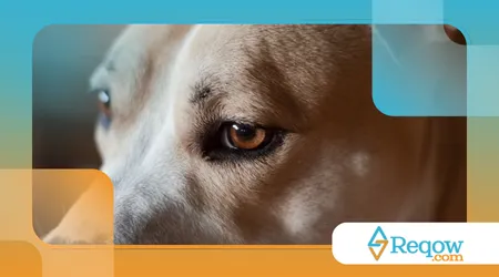 Por que cachorro fica olhando fixo