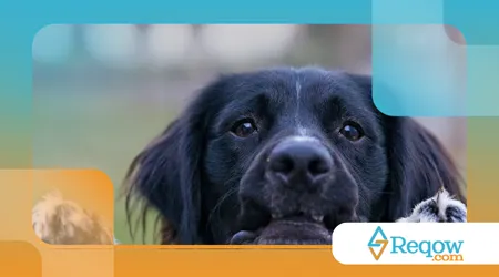 Por que cachorro fica olhando fixo