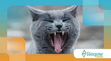 Por que gato amassa pãozinho