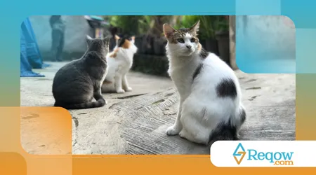 Por que gato amassa pãozinho