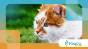 Sintomas de um gato com esporotricose?