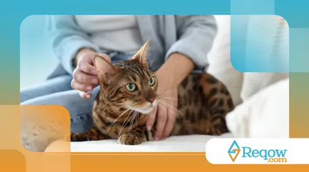  Sintomas de um gato com esporotricose?