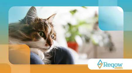  Sintomas de um gato com esporotricose?