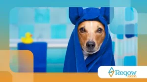 Saúde e bem-estar de cães afetados por excesso de estímulos
