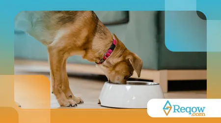 Cachorro comendo rápido demais