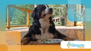 Cachorro comendo rápido demais