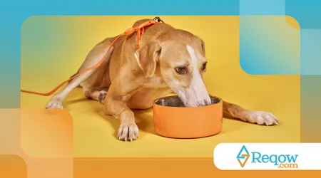 Cachorro comendo rápido demais