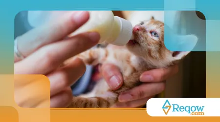 cuidar de gato filhote