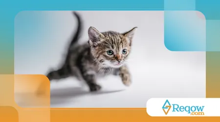 cuidar de gato filhote
