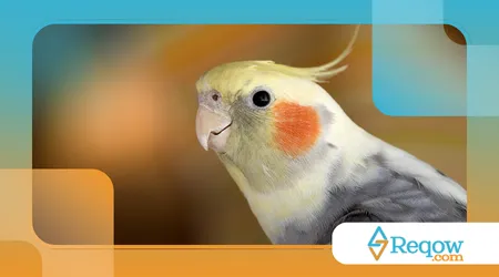  ensinar calopsita a não gritar