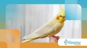 ensinar calopsita a não gritar