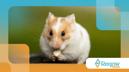 Como ensinar hamster a confiar no tutor
