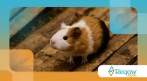 Como ensinar hamster a confiar no tutor