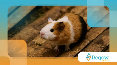 Como ensinar hamster a confiar no tutor