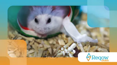 Como ensinar hamster a confiar no tutor