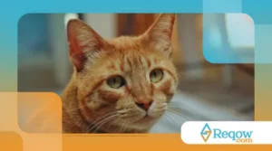 Gato bebendo pouca água: riscos e como estimular