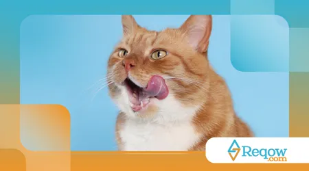 Gato se lambendo demais