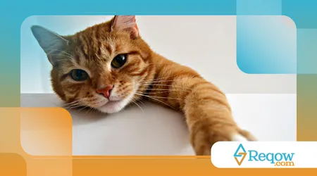 Por que gato corre do nada