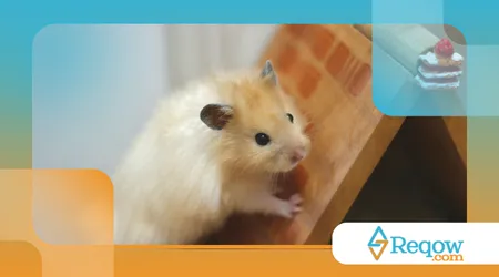 Por que hamster morde a gaiola