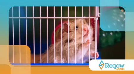 Por que hamster morde a gaiola