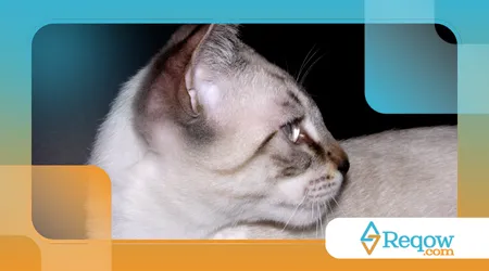 regras do bem-estar animal
