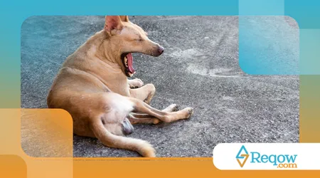 cães bocejam por empatia